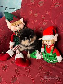 Pomerania spitz nano tedesco alta genealogia