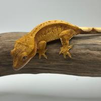 Red base geco ciliatus