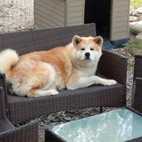 Akita inu