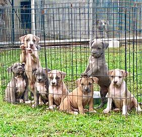 Pitbull