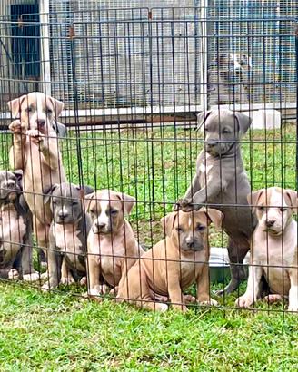Pitbull
