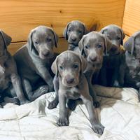 Cuccioli Weimaraner pubblicita' Segugio