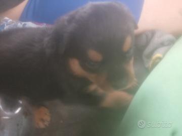 Rottweiler