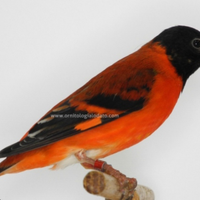 Cardinalino del Venezuela maschio