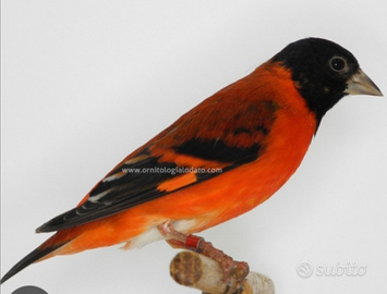 Cardinalino del Venezuela maschio