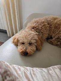 Barboncino toy femmina