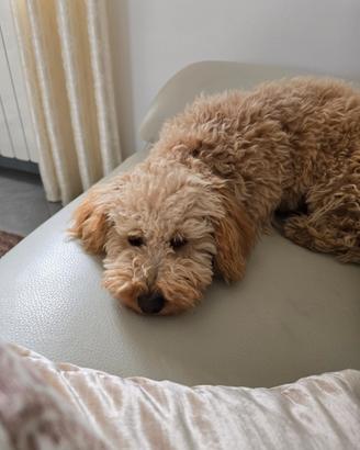 Barboncino toy femmina