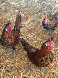 Galline appenzeller