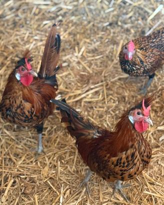Galline appenzeller