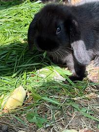 Cuccioli di coniglio