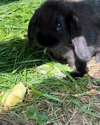 Cuccioli di coniglio