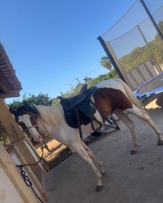 Puledro