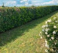 Candidato potatore siepe, alberi ecc