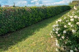 Candidato potatore siepe, alberi ecc