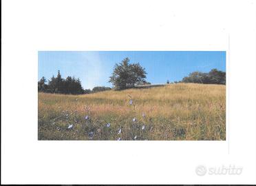Vendita terreno agricolo montano
