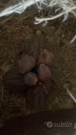 Pulli di inseparabile roseicollins