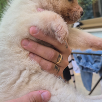 Akita Inu Giapponese