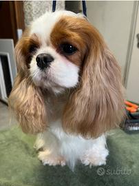 Cavalier King blenheim femmina