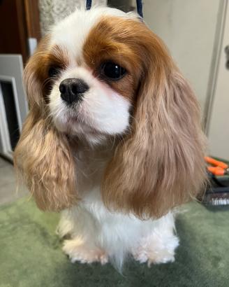 Cavalier King blenheim femmina