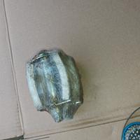 GRAZIELLA CARNIELLI BABY