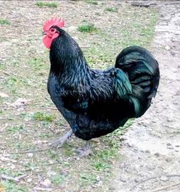 Gallo Australorp