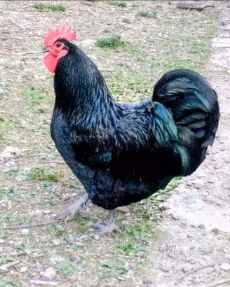 Gallo Australorp