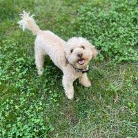 Barboncino per monta