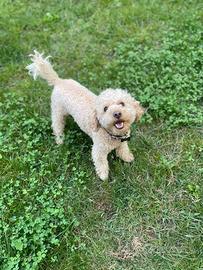 Barboncino per monta