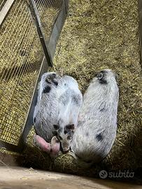 Mini pig maialini nani juliana