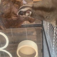 Petauri dello zucchero