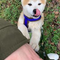 Akita Inu