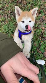 Akita Inu