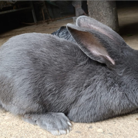 Coniglio da riproduzione