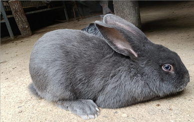 Coniglio da riproduzione