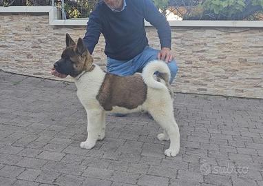 Akita americano cuccioli