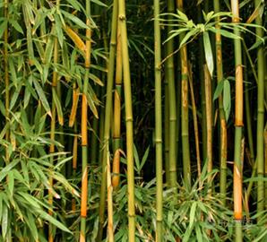 Canne di bambù