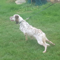 Setter Inglese 6 anni - Cane Cacciatore