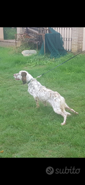 Setter Inglese 6 anni - Cane Cacciatore
