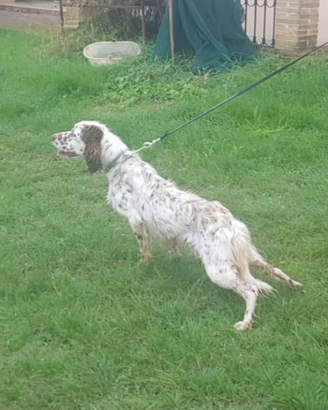 Setter Inglese 6 anni - Cane Cacciatore
