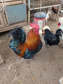 Gallo siciliano