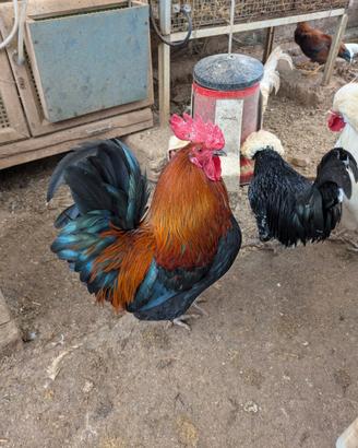 Gallo siciliano