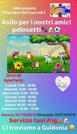 Asilo e pensione per amici a 4zampe