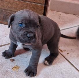 Cuccioli corso cane corso