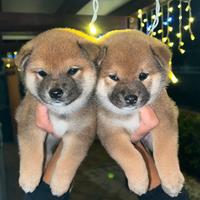 Cuccioli di Shiba Inu con pedigree