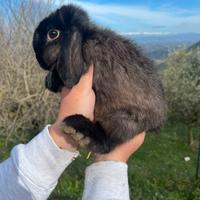 Coniglio ariete nano