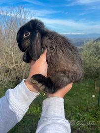 Coniglio ariete nano