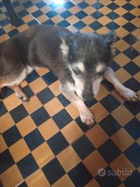 Cagnolina taglia mini