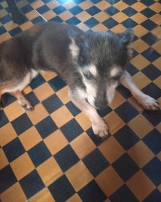 Cagnolina taglia mini