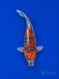 Koi Ochiba Shigure 35 cm