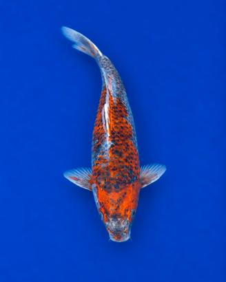 Koi Ochiba Shigure 35 cm